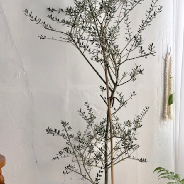 油橄欖樹（私訊問現貨）