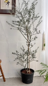 油橄欖樹（私訊問現貨）