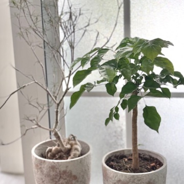 旺旺樹 開幕植栽