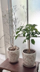 旺旺樹 開幕植栽