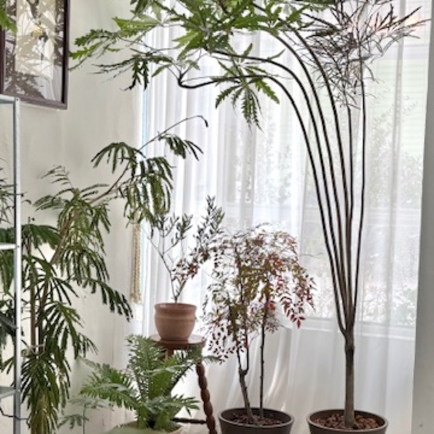 孔雀木限高雄 台南