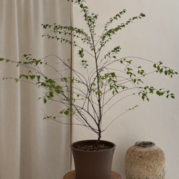 燈秤（私訊問現貨）