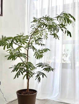 小豆樹 限台南 高雄