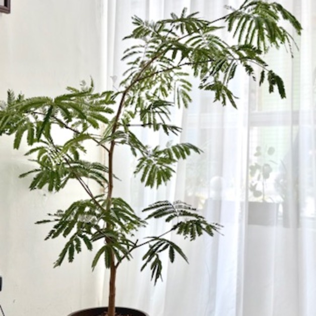 小豆樹 限台南 高雄