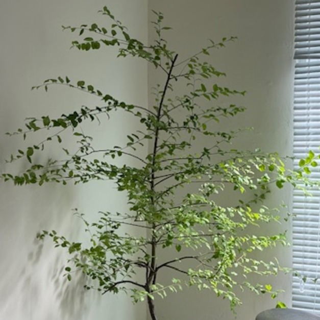 燈秤（私訊問現貨）