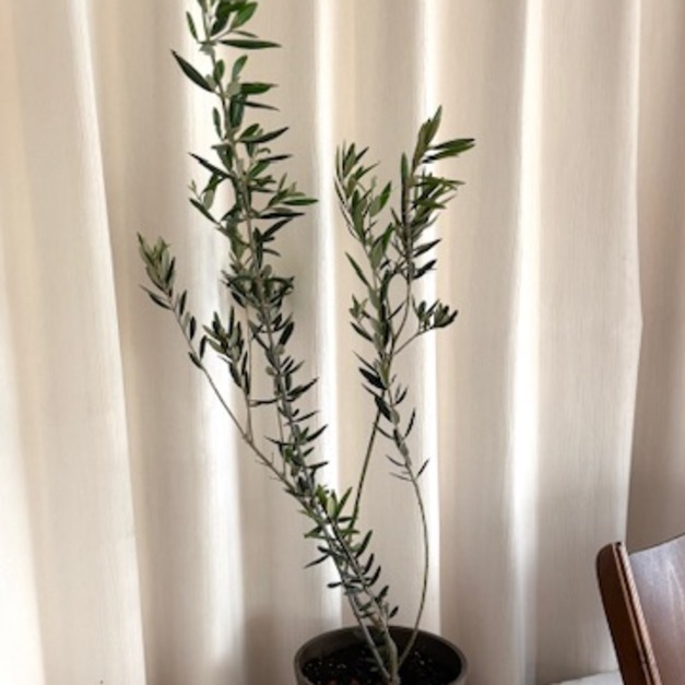 油橄欖樹