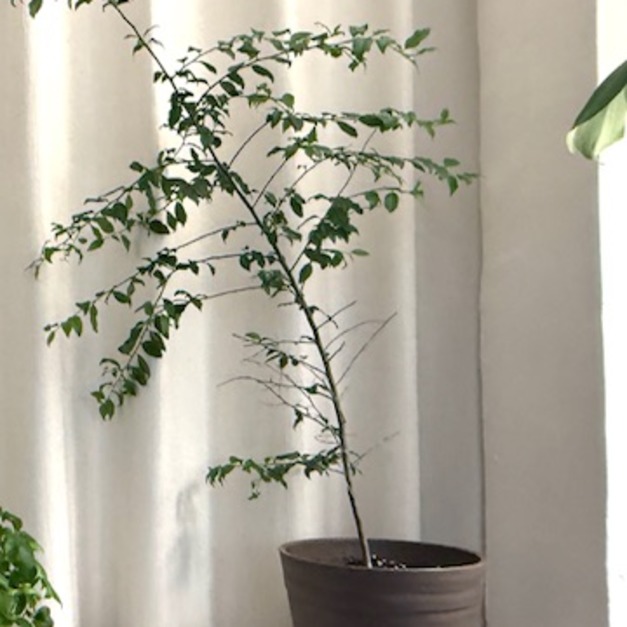 燈秤樹