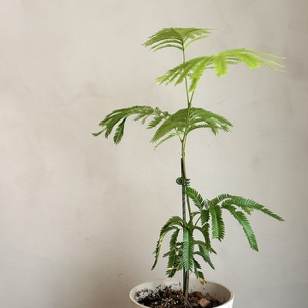 小豆樹
