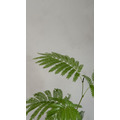 小豆樹_2