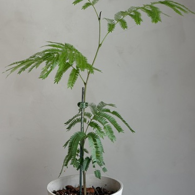 小豆樹
