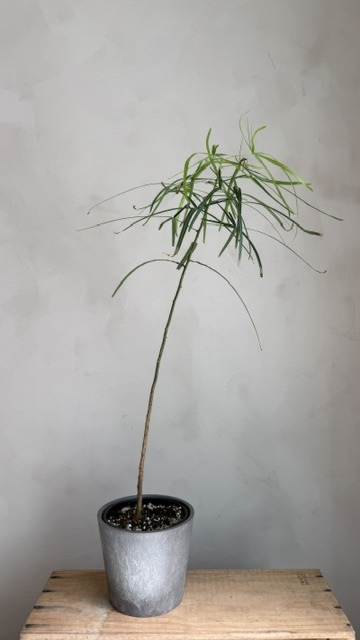 昆士蘭瓶幹樹