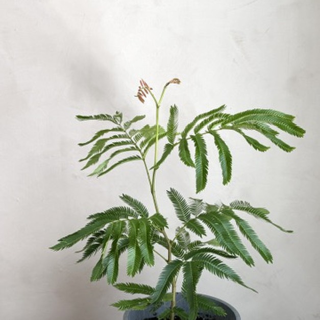 小豆樹