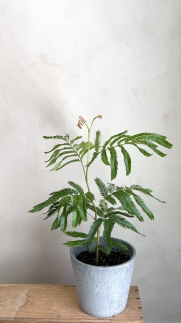 小豆樹