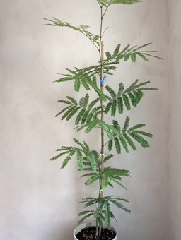 小豆樹 限台南高雄