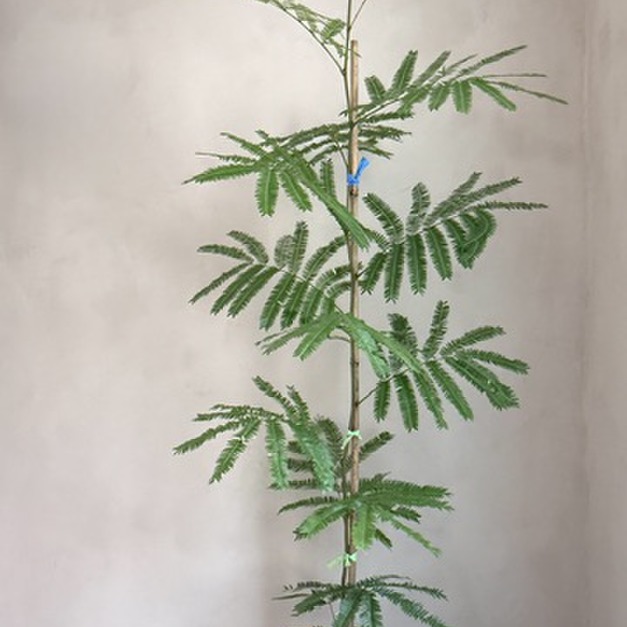 小豆樹 落地型150cm