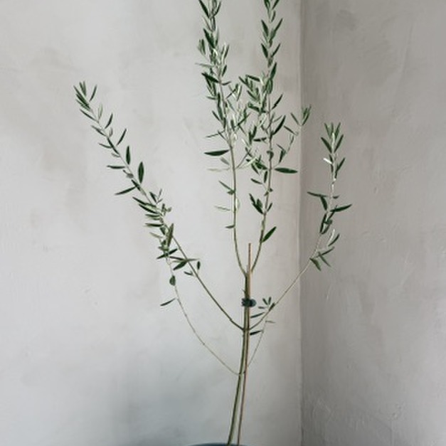 M號油橄欖樹