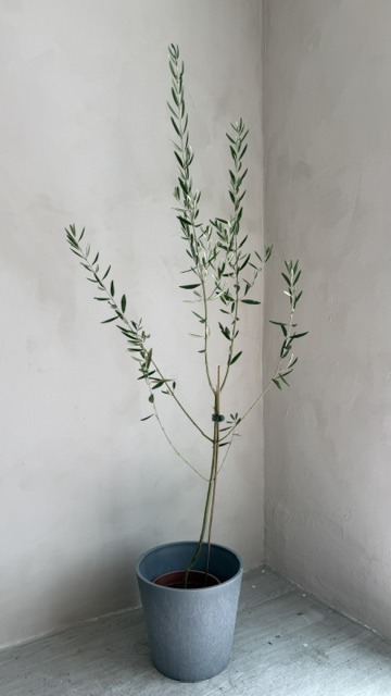 M號油橄欖樹