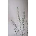 M號油橄欖樹_1
