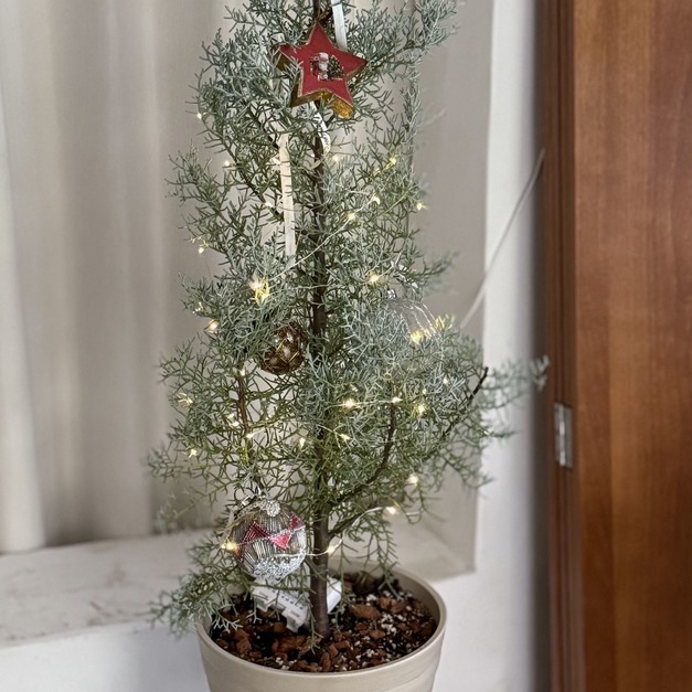 【聖誕樹】2026 Christmas Collection｜藍冰柏