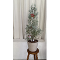 【聖誕樹】2026 Christmas Collection｜藍冰柏_1