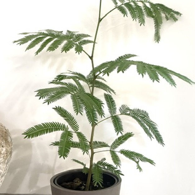 小豆樹