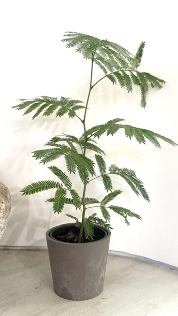 小豆樹