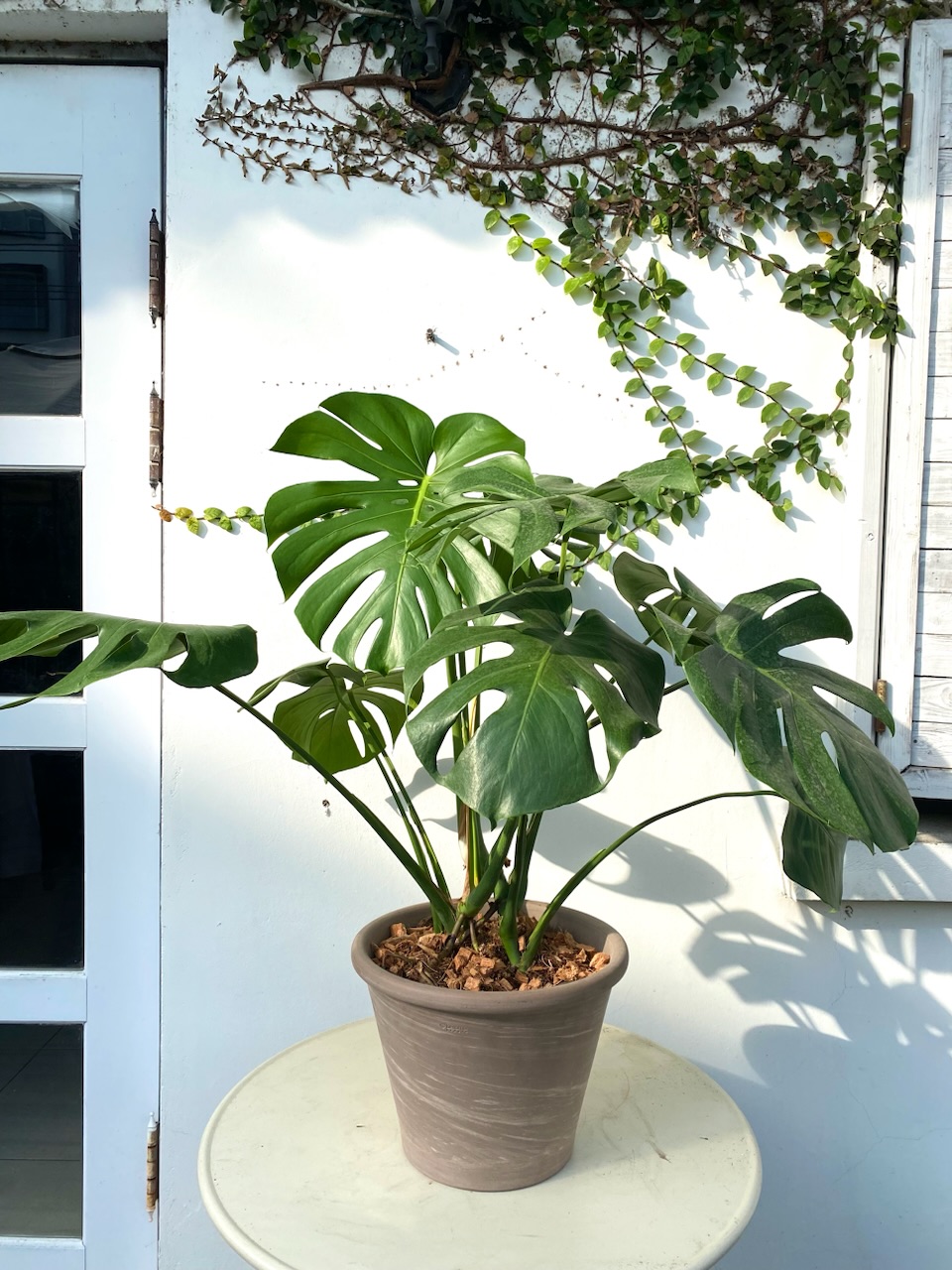 龜背芋 開幕植栽