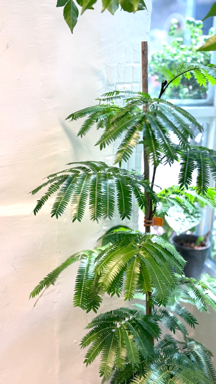 小豆樹