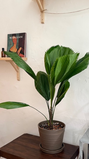圓葉刺軸櫚