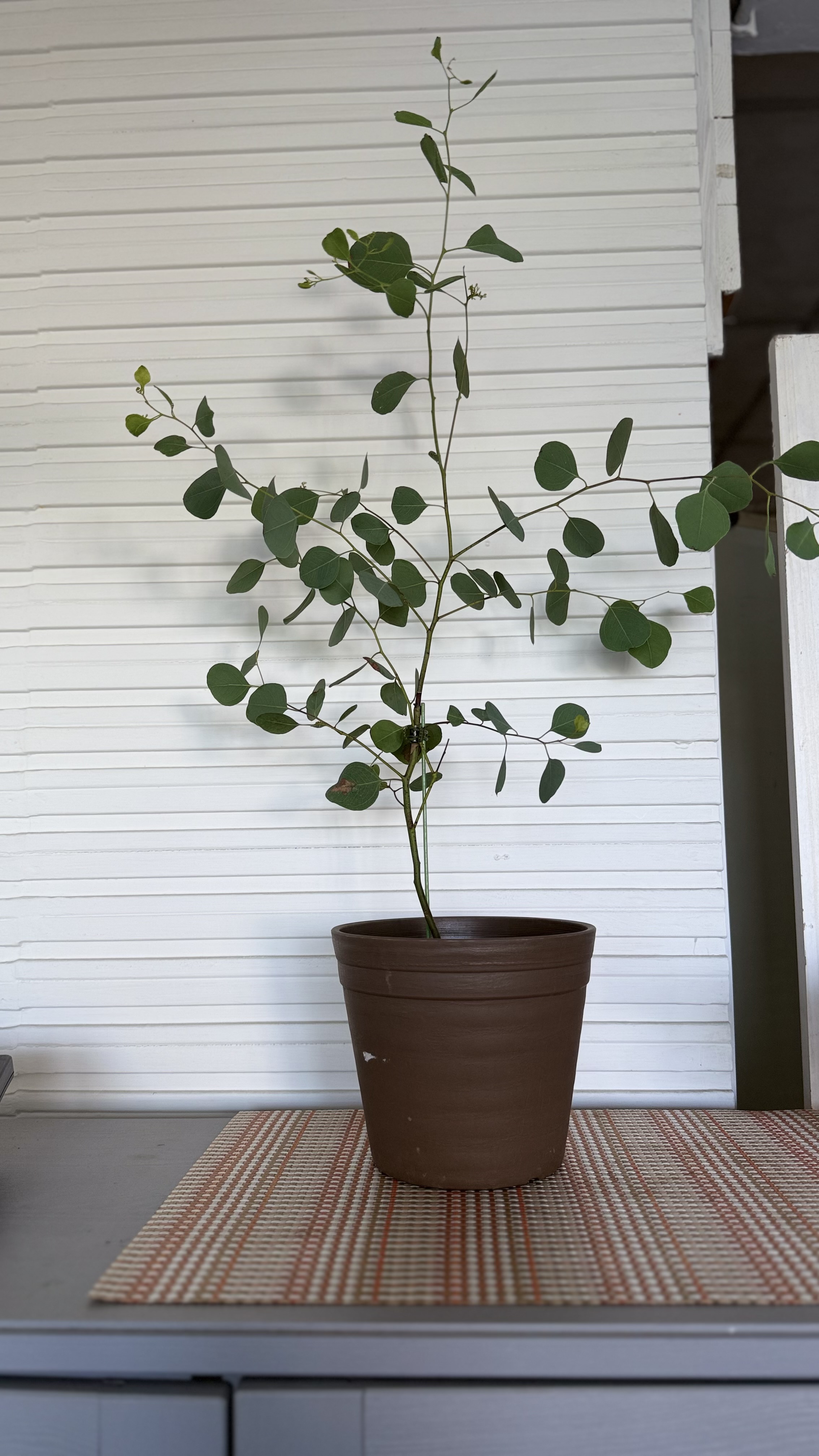 多花桉 大圓尤加利