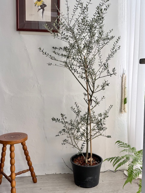 油橄欖樹 限高雄 台南