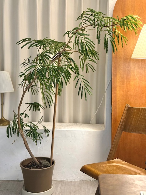 小豆樹 限台南 高雄