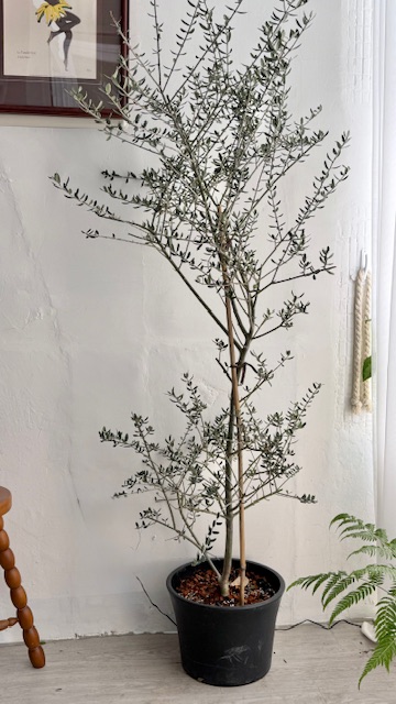 油橄欖樹（私訊問現貨）