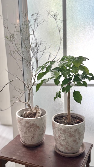 旺旺樹 開幕植栽