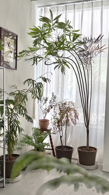 孔雀木限高雄 台南