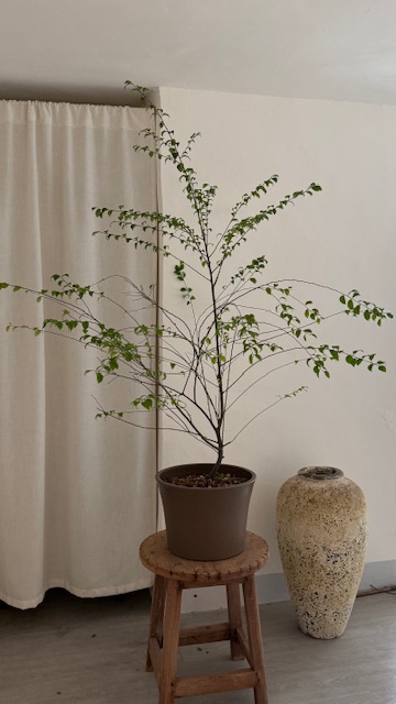 燈秤（私訊問現貨）