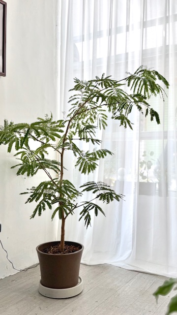 小豆樹 限台南 高雄