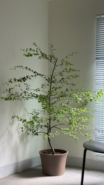 燈秤（私訊問現貨）