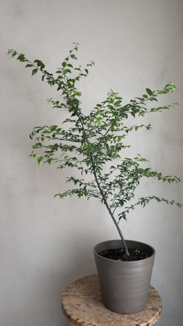 燈秤樹