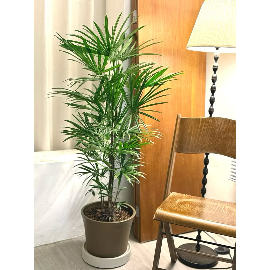細葉棕梠
