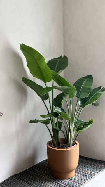 天堂鳥｜開幕入厝好選擇