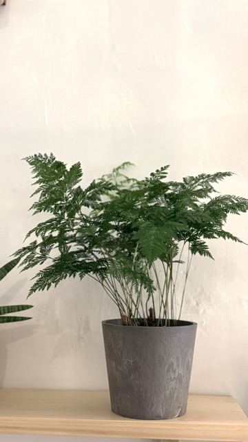 骨碎補
