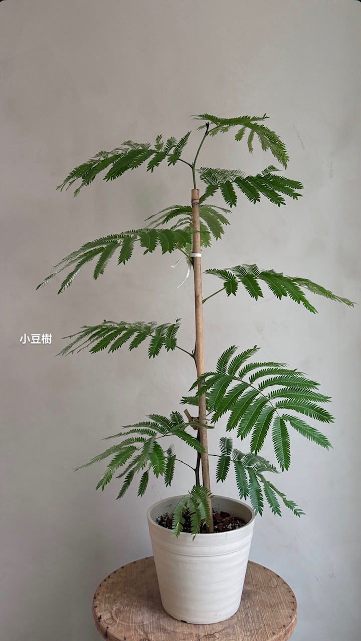 小豆樹