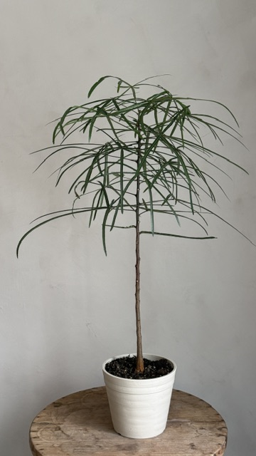 昆士蘭瓶幹樹