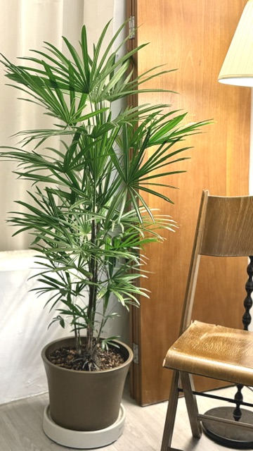 細葉棕梠