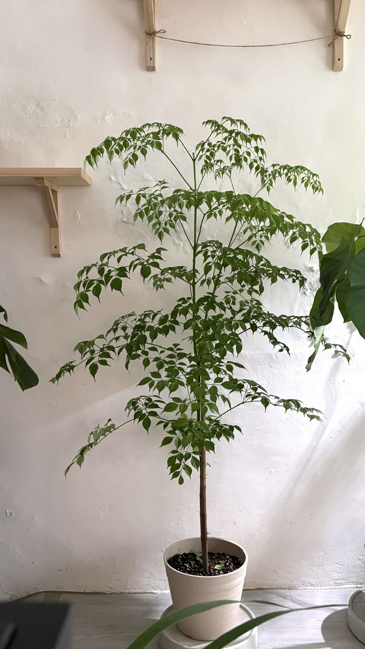 幸福樹