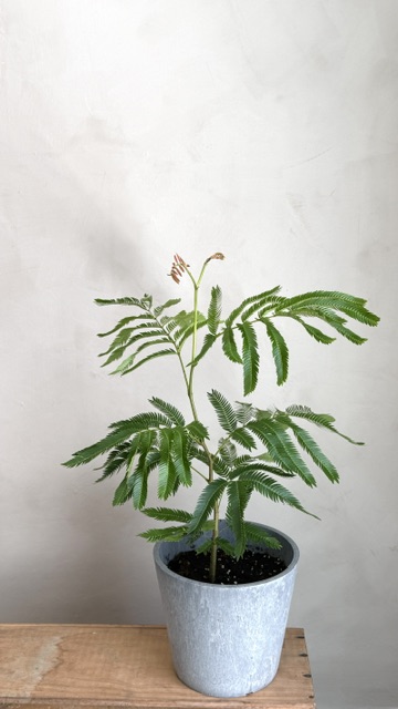 小豆樹
