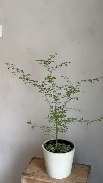墨水樹
