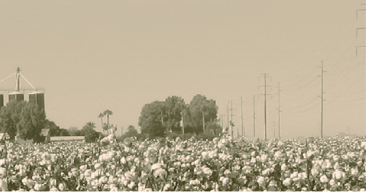 Cotton