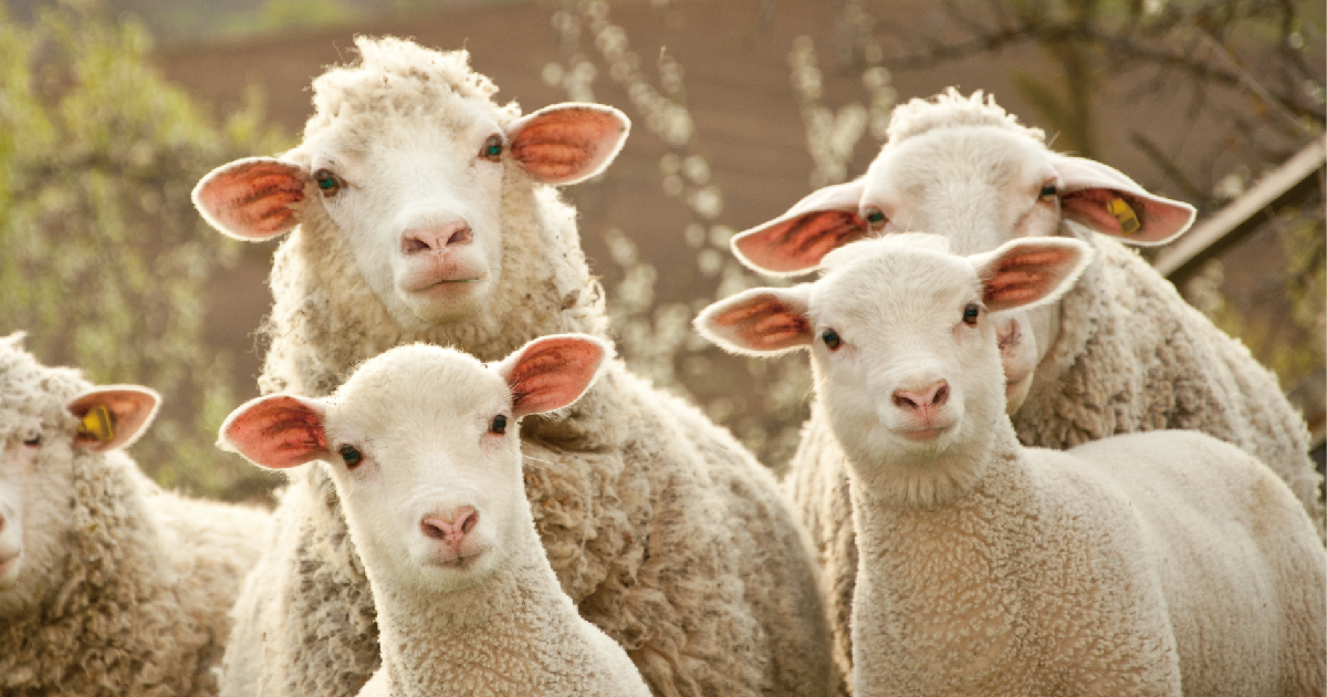 WOOL